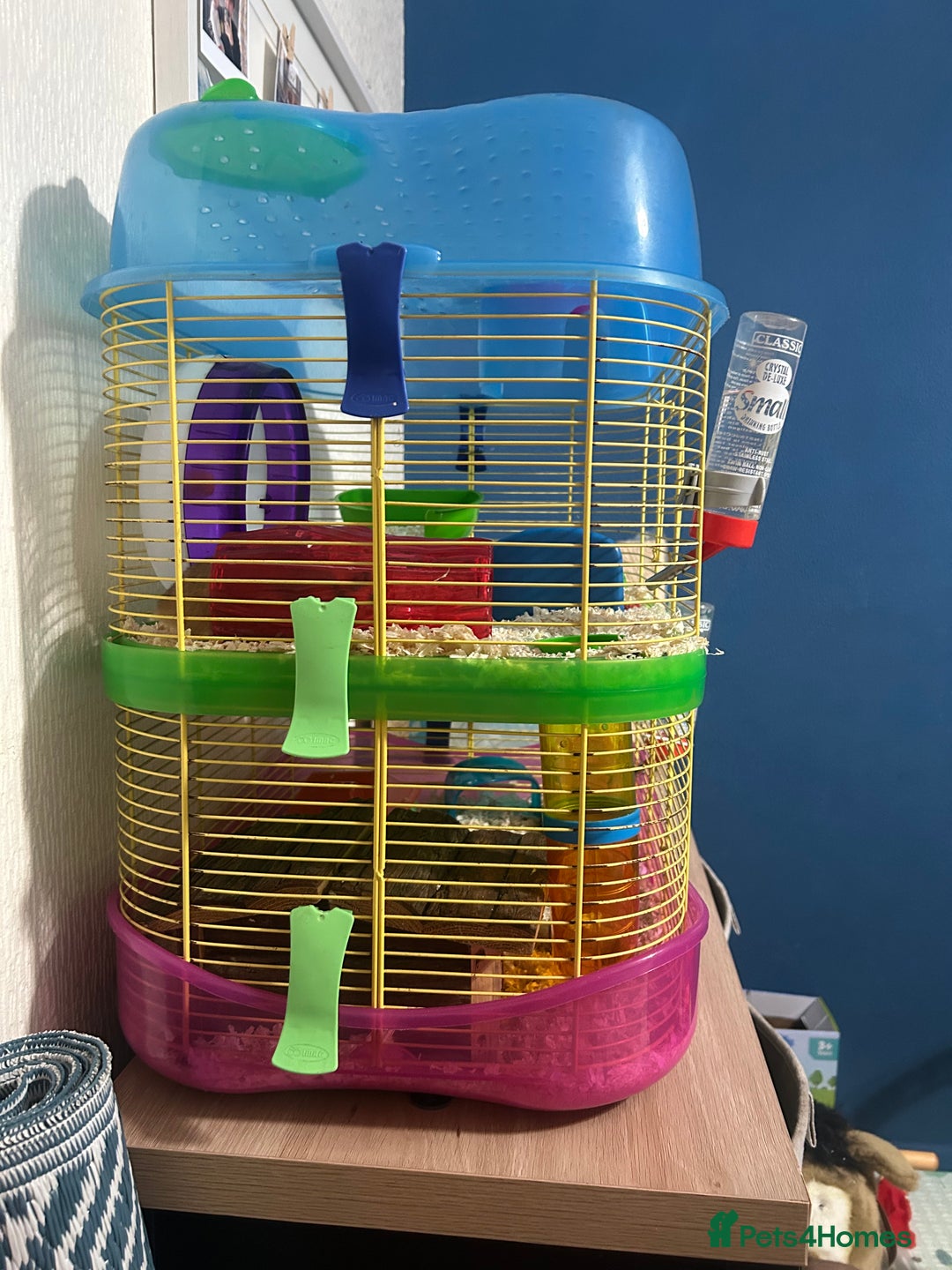 Hamster rodents for sale: Female Syrian Hamster - Advert 4