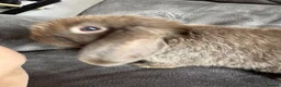 Mini Lop rabbits for sale: Pure Breed Mini Lop Babies  in Hailsham - Advert 29