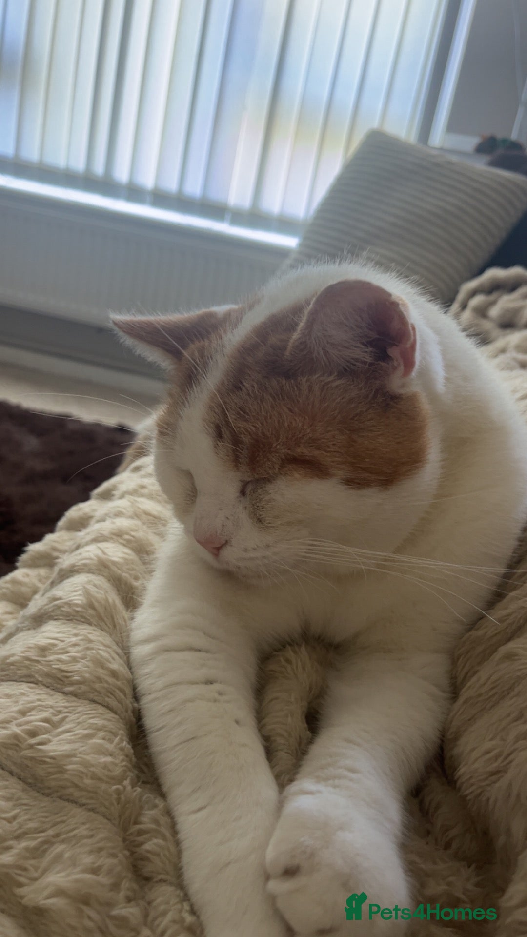 Domestic Shorthair cats Male cat for adoption  - Advert 4