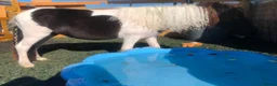 Shetland pony horses for sale: Diamond Shetland  - Advert 8