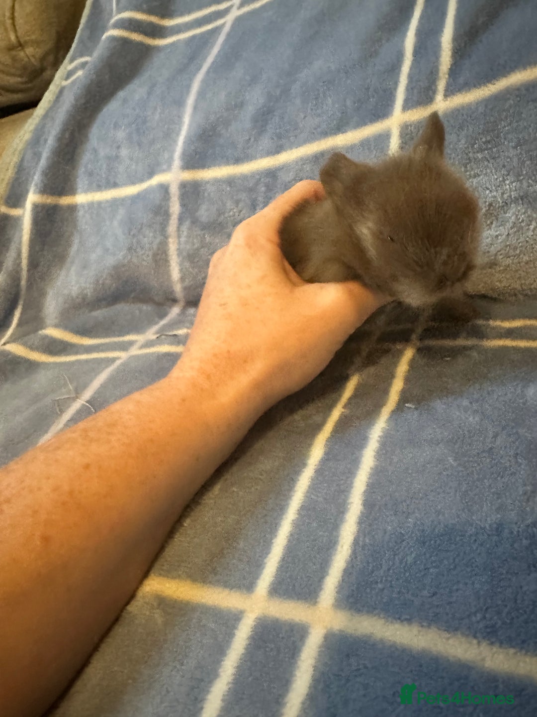 Mini Lion Lop rabbits for sale: Gorgeous lion lop babies  - Image 15
