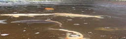 Koi Carp fish for sale: Fish pond plus fish  in Swadlincote - Advert 9