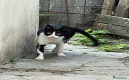 Mixed Breed cats for adoption: ☕ Moca ☕ is looking for her family!  - Image 9
