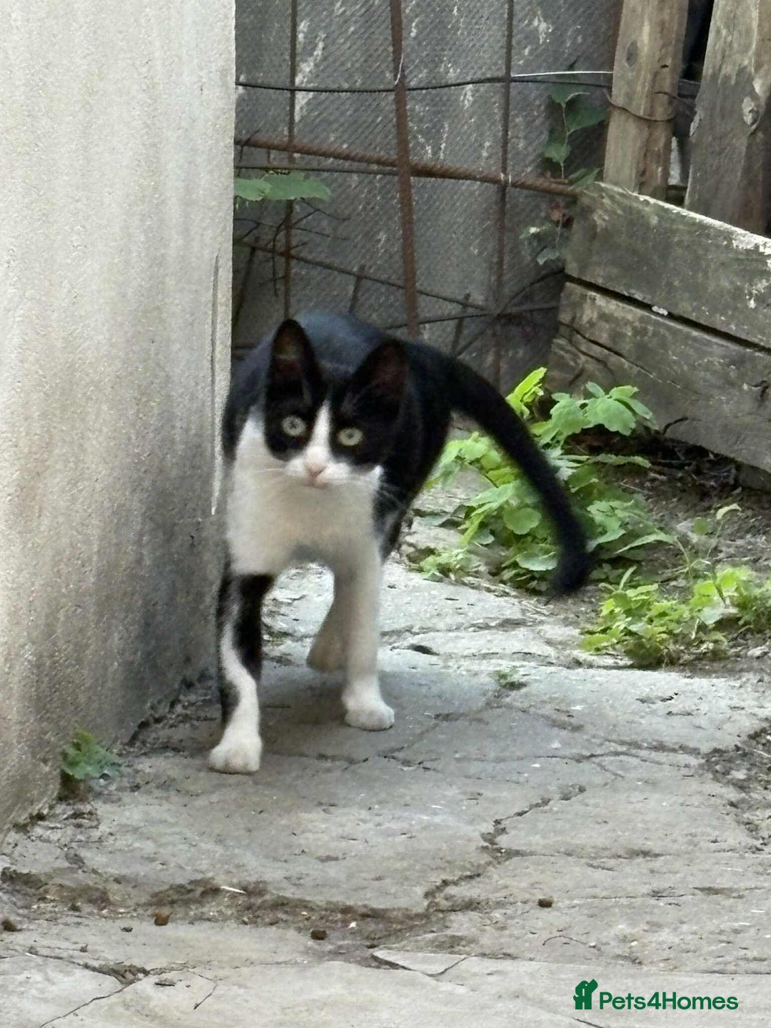 Mixed Breed cats for adoption: ☕ Moca ☕ is looking for her family!  - Image 9