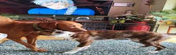 Mixed Breed dogs for sale: Border Collie x greyhound x Labrador x spaniel mix - Advert 9