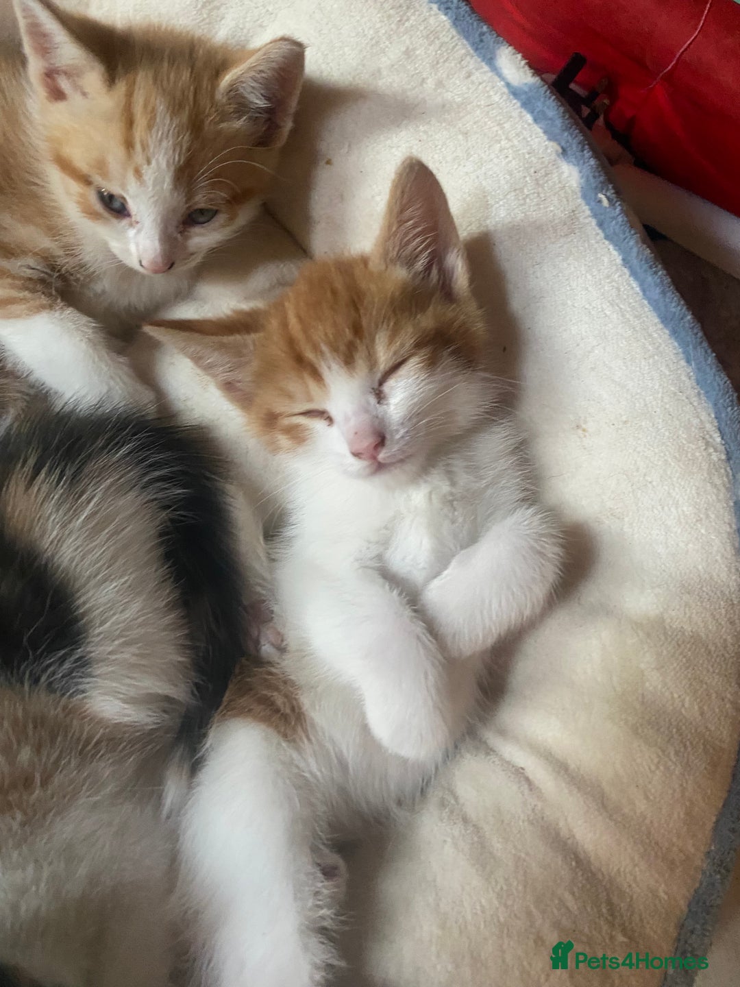 Domestic Shorthair cats for sale: Dog friendly!  - Image 11