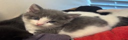 Mixed Breed cats for sale: Adorable Fluffy Kittens - Advert 8