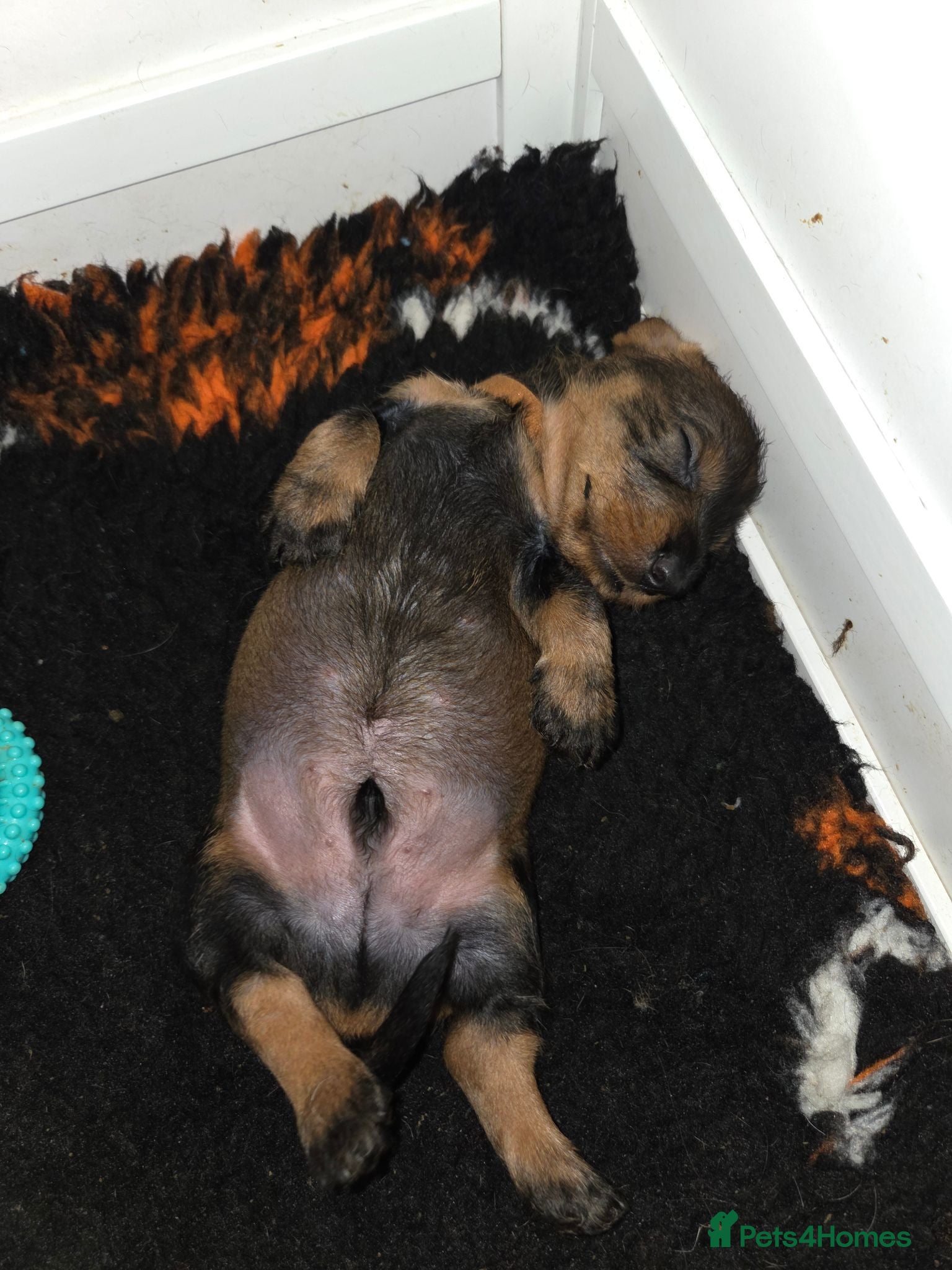 Dachshund dogs 1 kc registered standard wire puppy remaining  - Advert 22