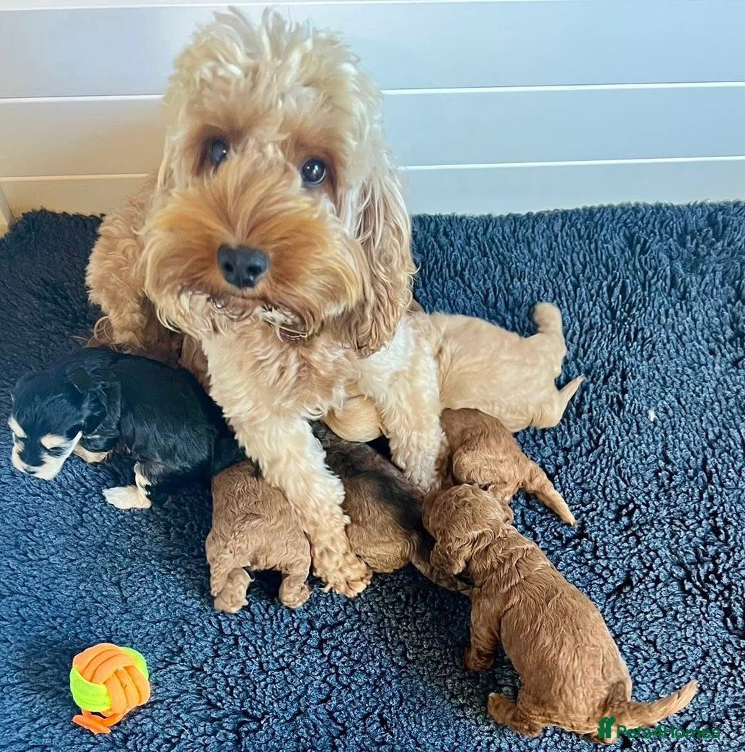 Cavapoo dogs for sale: Cavapoo puppie - Advert 10