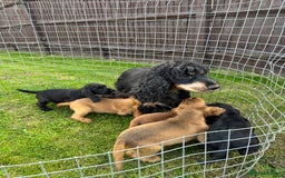 Cocker Spaniel dogs for sale: Exceptional litter of show type cocker spaniels - Image 9