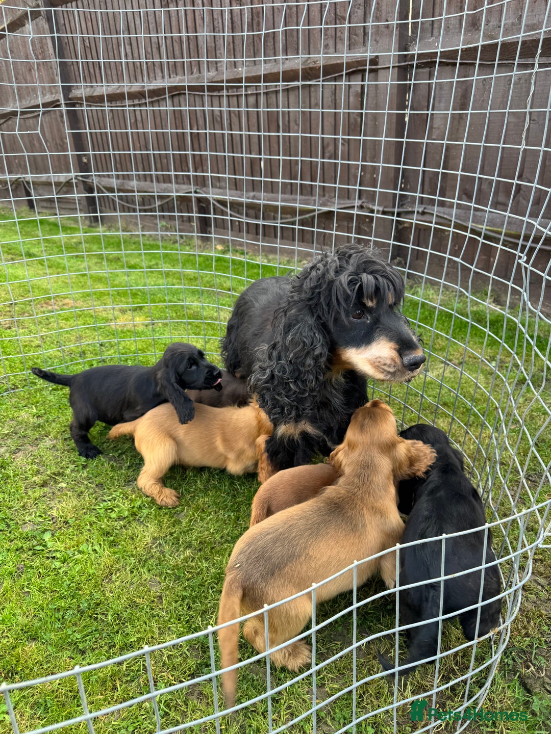 Cocker Spaniel dogs for sale: Exceptional litter of show type cocker spaniels - Image 9