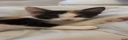 Mixed Breed cats for sale: 2 lovely kittens  in Bideford - Advert 4