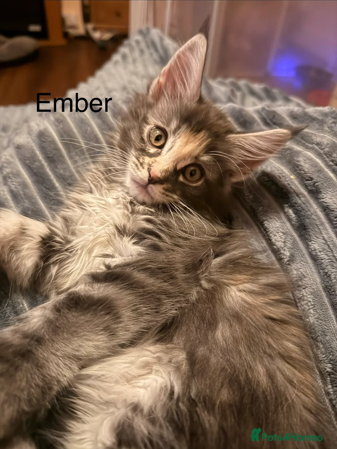 Maine Coon cats for sale: Fully registered Maine Coon kittens  - Advert 6