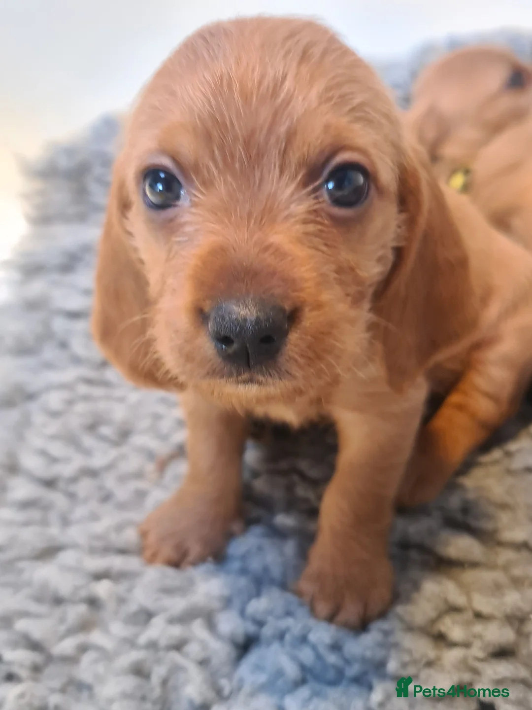 Basset Fauve De Bretagne dogs for sale: Basset Fauve puppies in Umberleigh - Advert 2