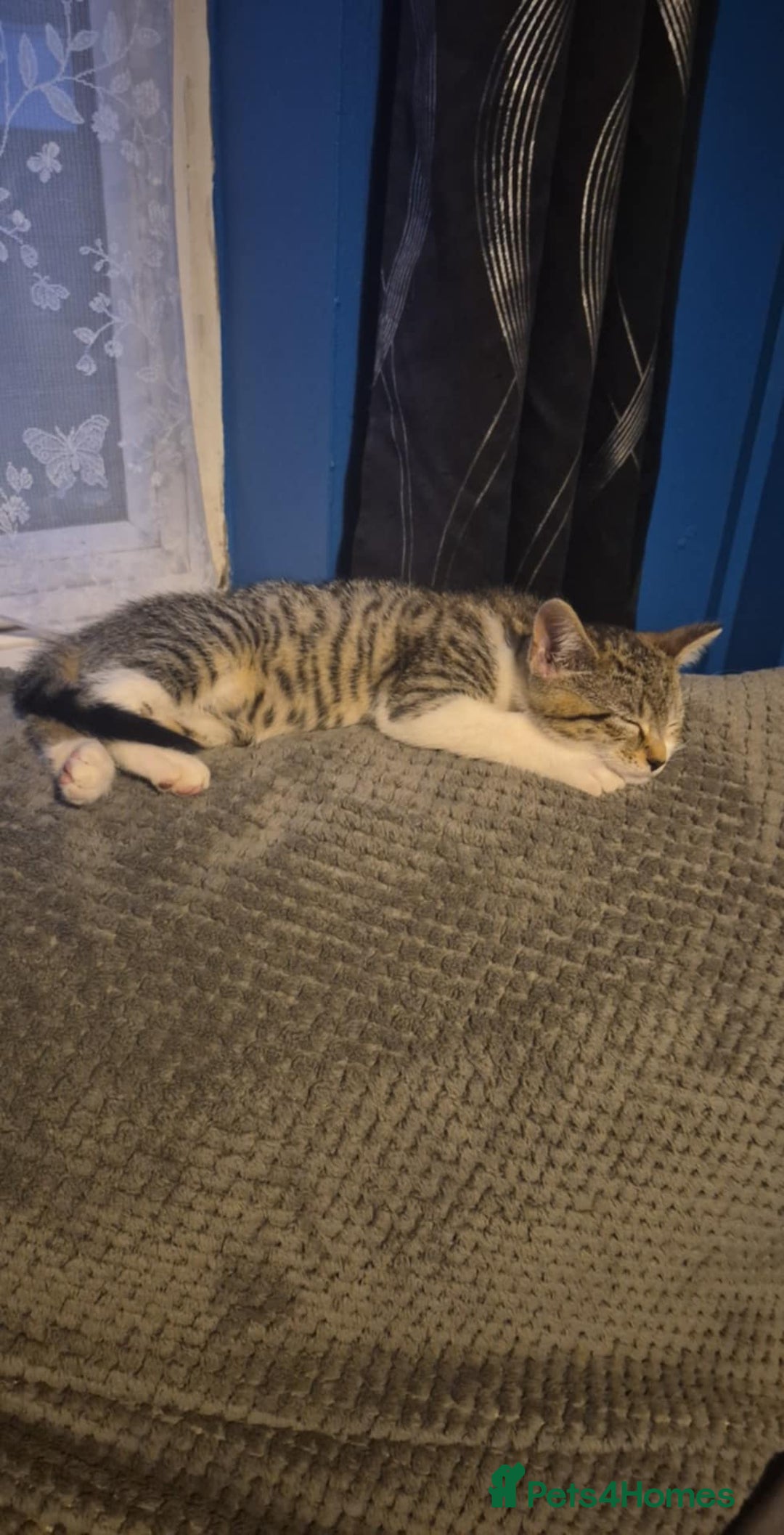 Mixed Breed cats for sale: 2 female kittens  - Image 4