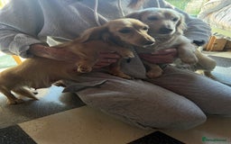 Dachshund dogs for sale:  Cream long haired miniature Dachshund - Image 22