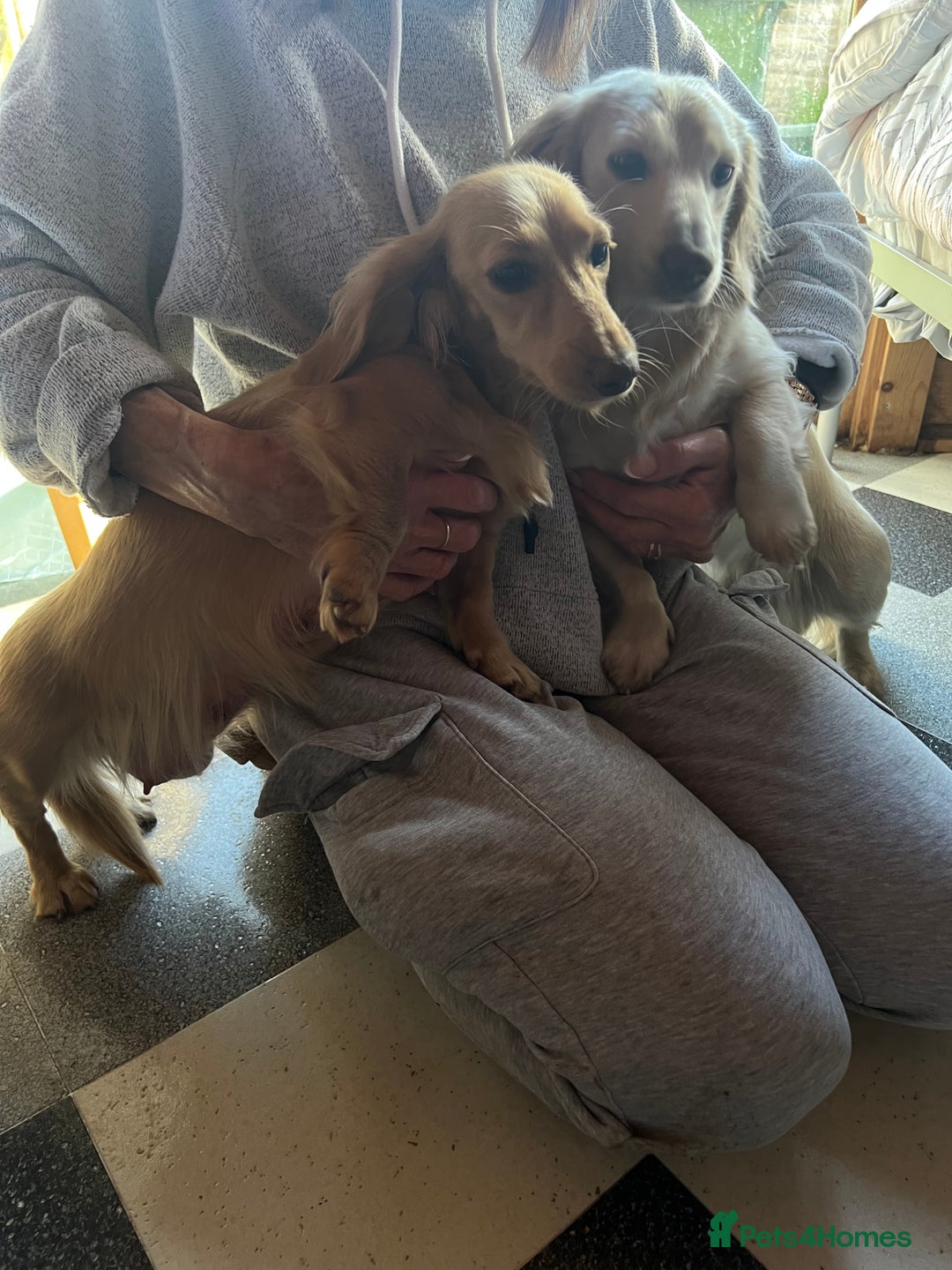 Dachshund dogs for sale:  Cream long haired miniature Dachshund - Image 22