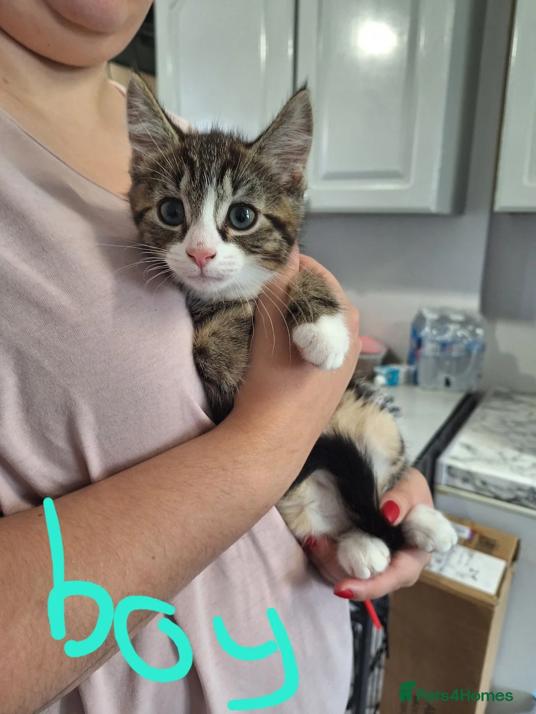 Mixed Breed cats for sale: Kittens - Advert 1