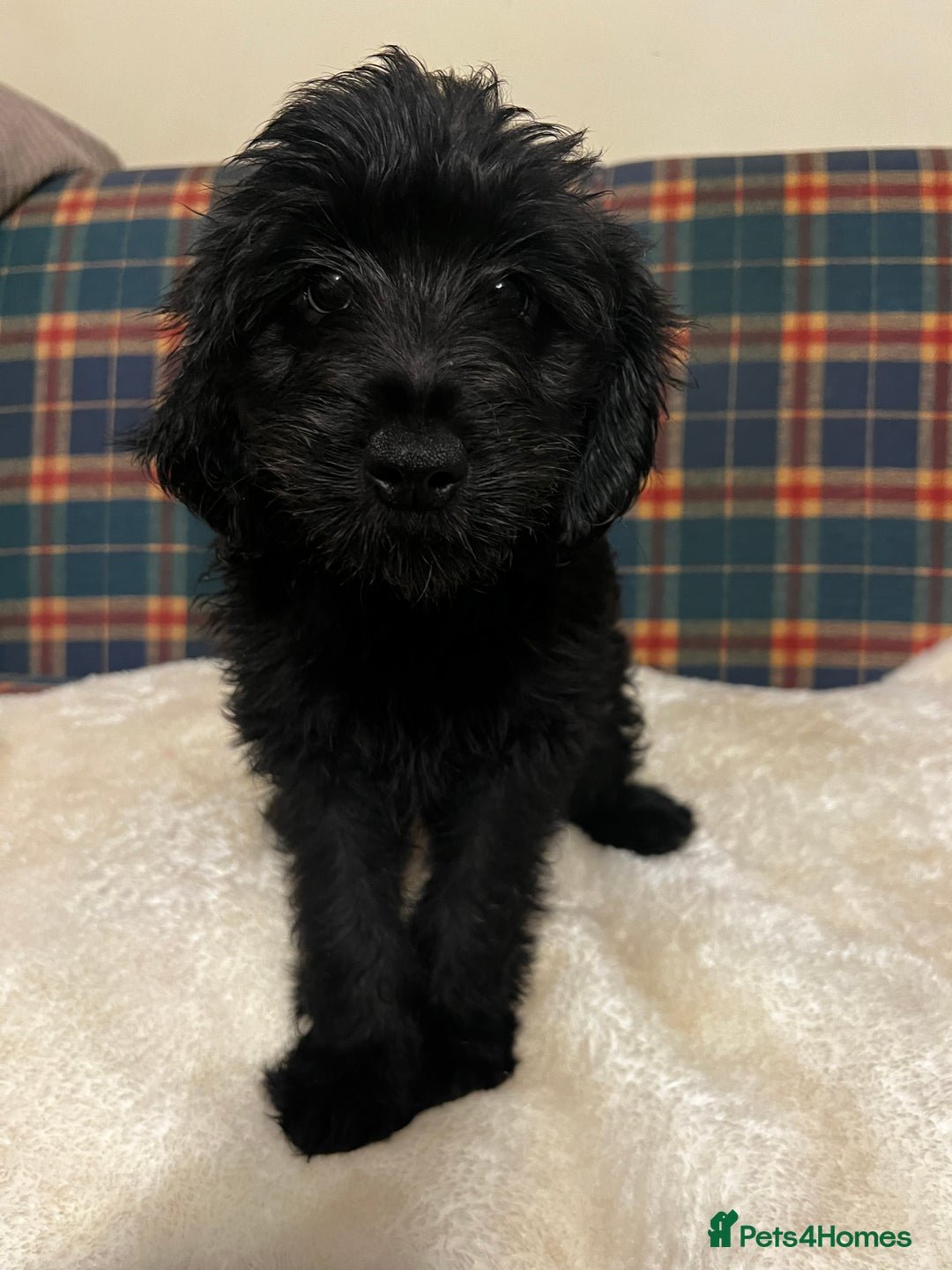 Mixed Breed dogs for sale:  🐾 Labradoodle x Entlebucher Sennenhund Puppies! - Image 14