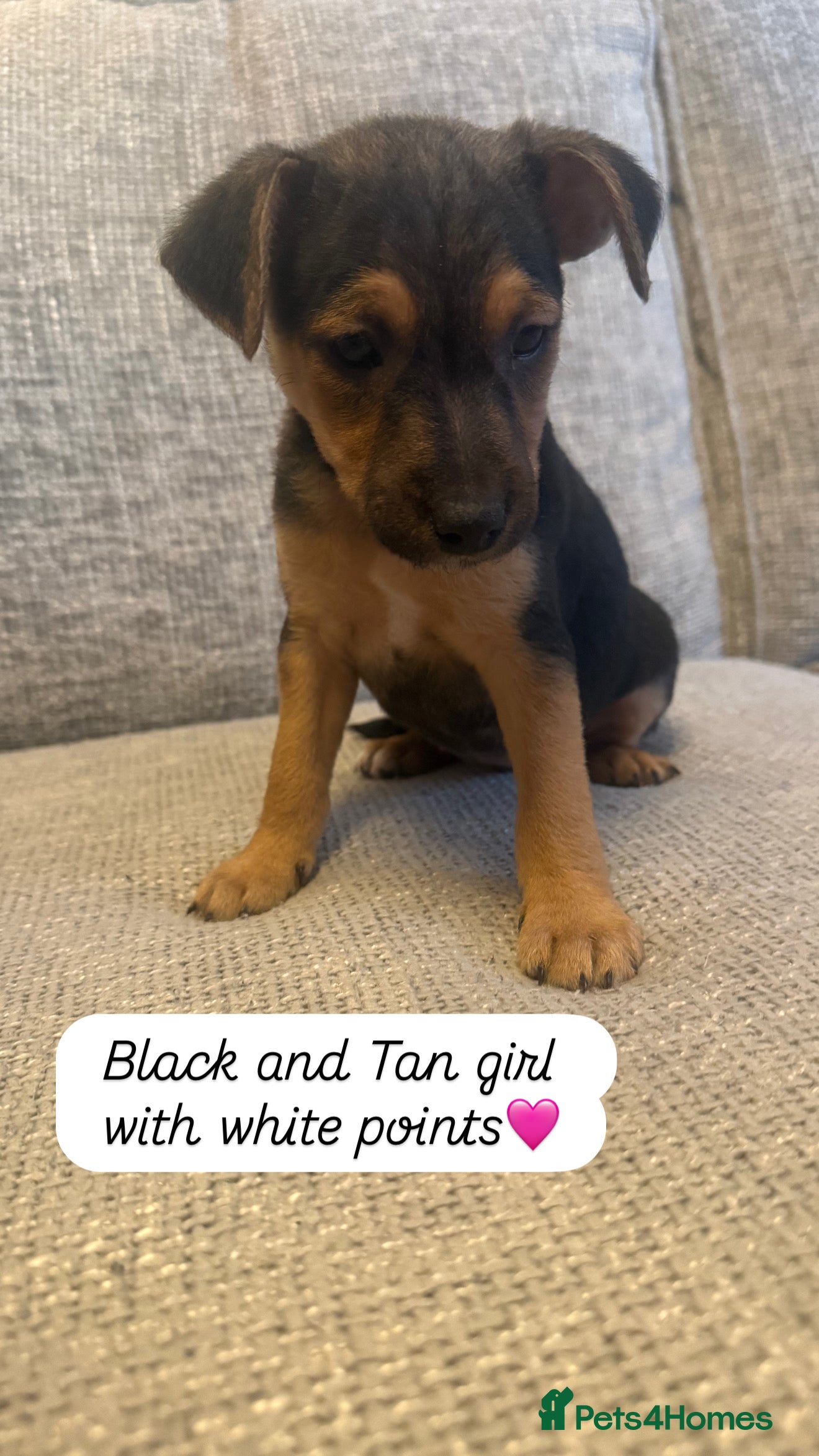 Jack Russell dogs 5 Jack Russell puppies - Advert 3