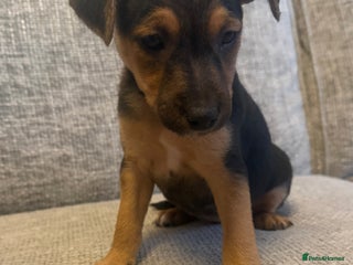 Jack Russell dogs 5 Jack Russell puppies - Advert 2