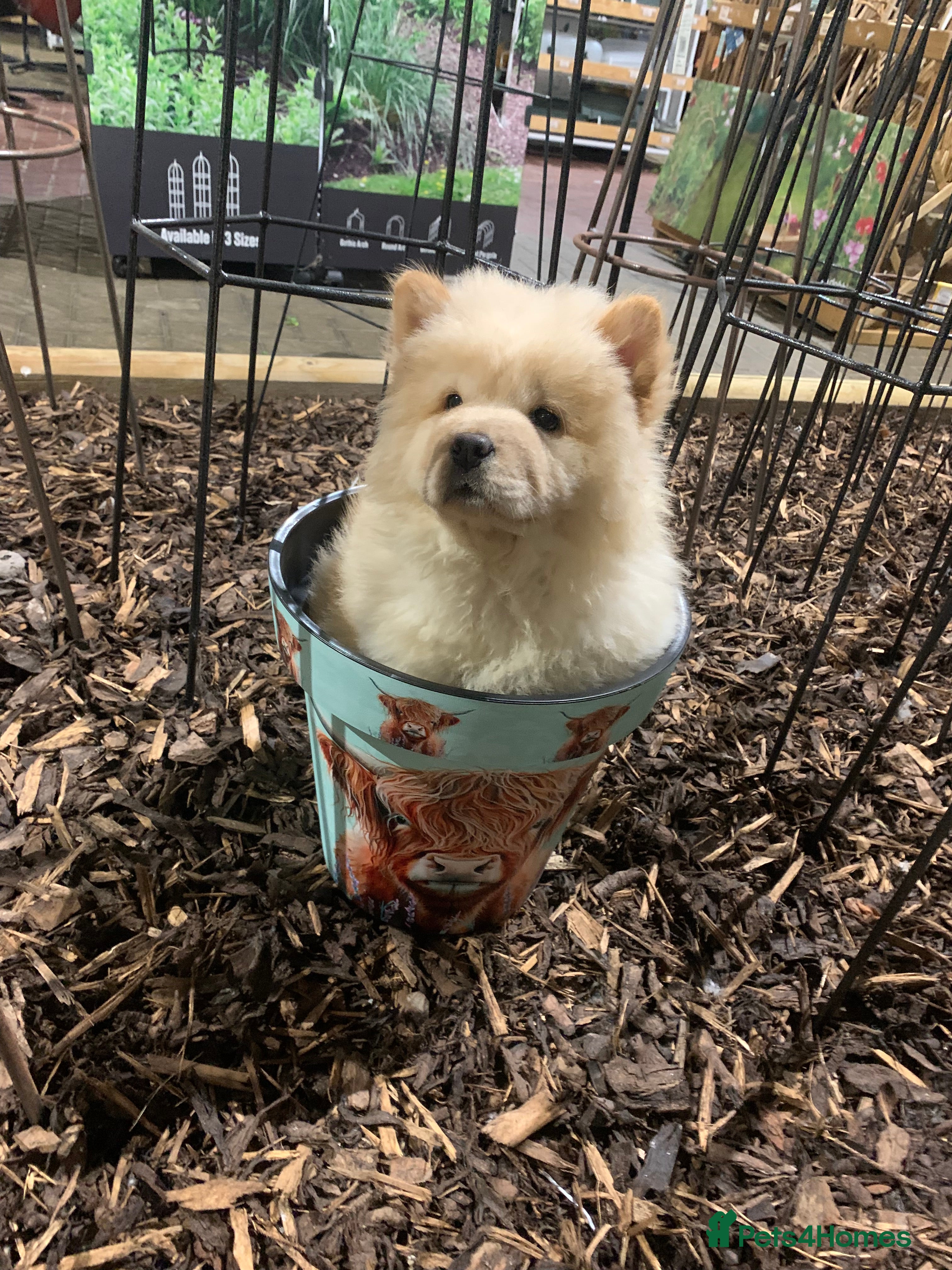 Chow Chow dogs One last little girl Daisy still available  - Advert 11