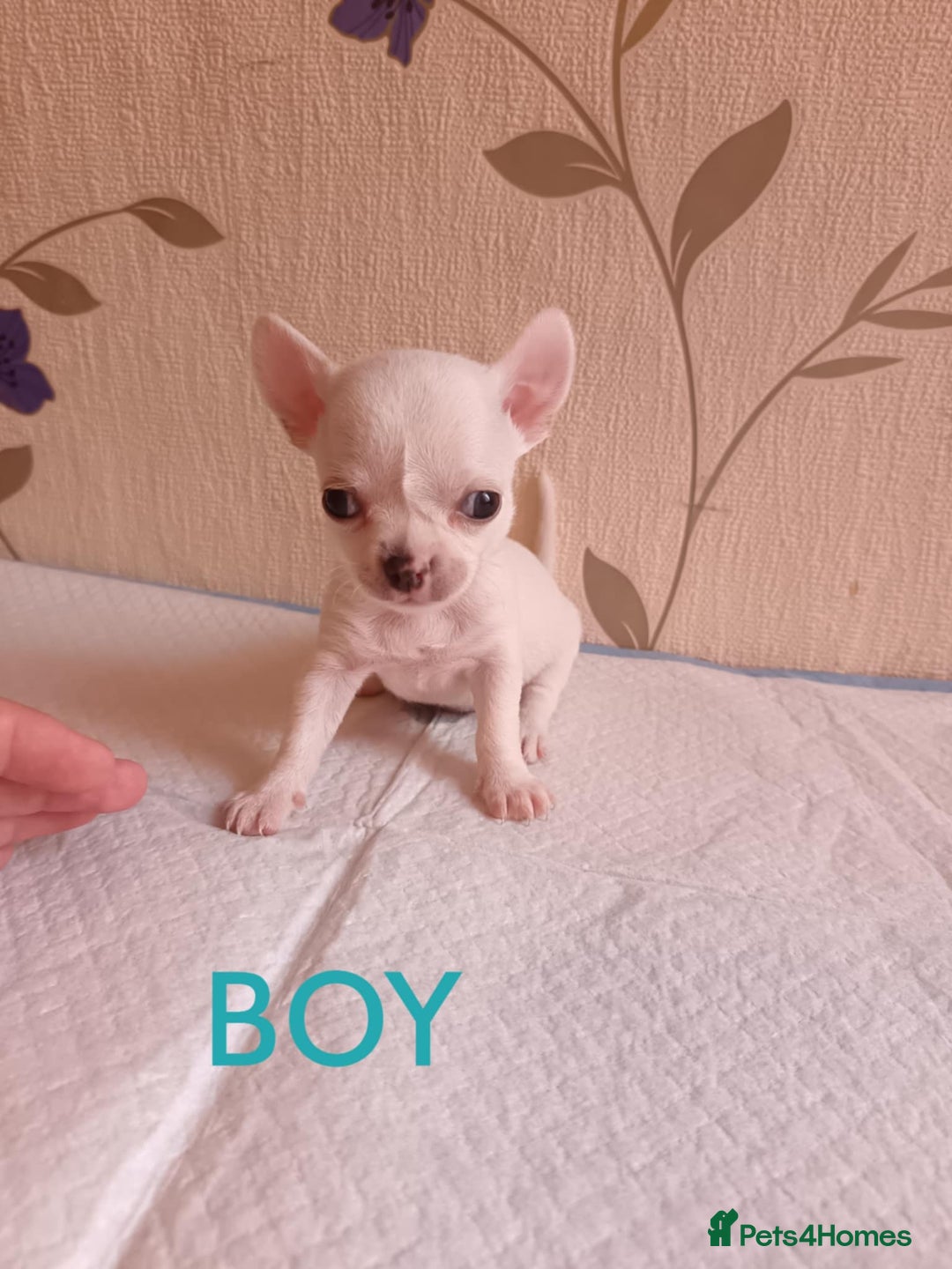 Chihuahua dogs for sale: Chihuahua puppy - Image 2