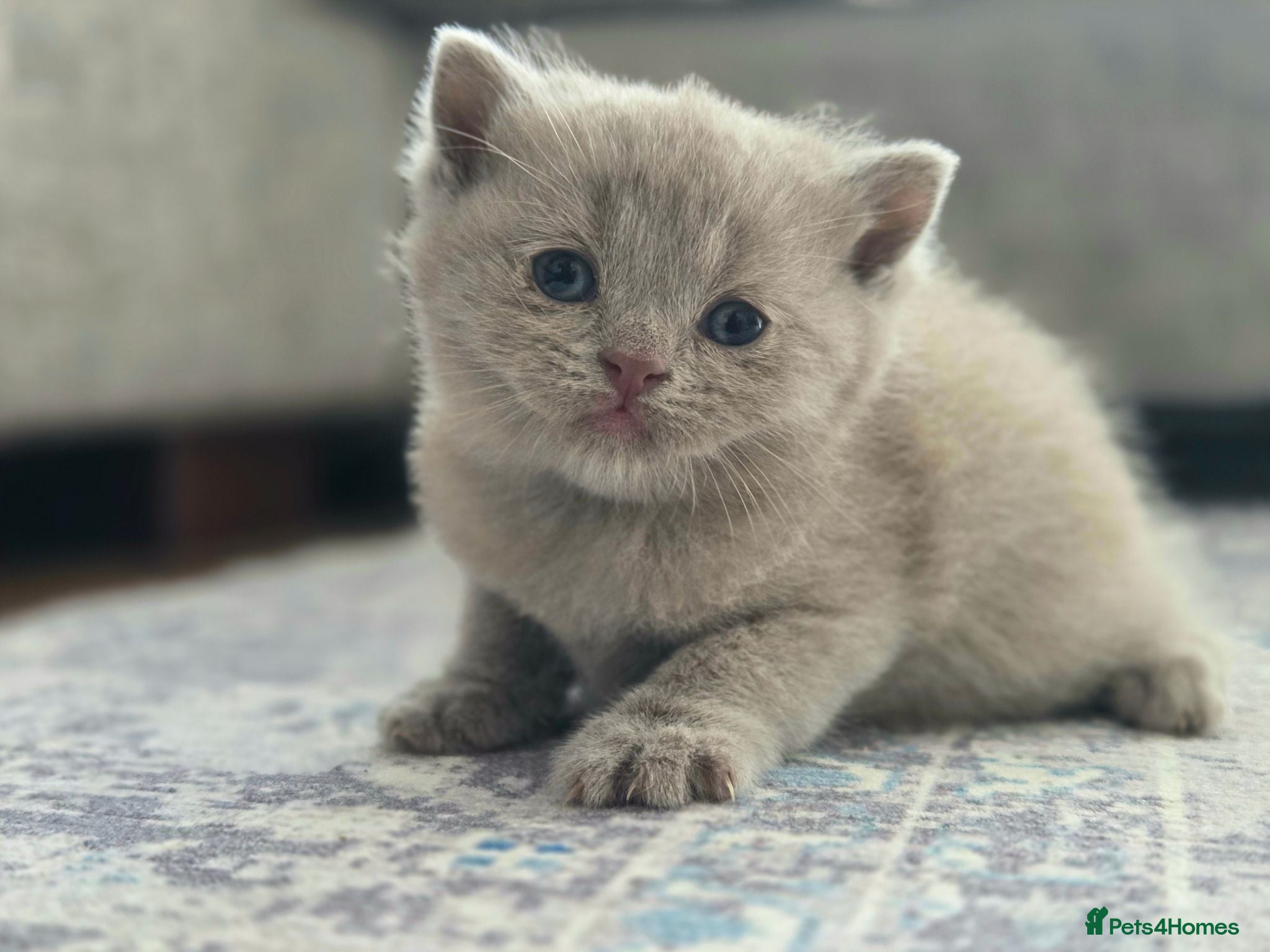 British Shorthair cats Gorgeous British Shorthair kittens Cute & Adorable - Advert 2
