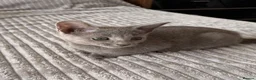Russian Blue cats for sale: TICA Registered Russian Blue Kittens - Advert 5