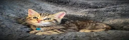 Mixed Breed cats for sale: 5 beautiful kittens  - Advert 10