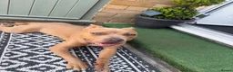 Staffordshire Bull Terrier dogs for sale: Nyla (staffishire bull terrier cross breed)  - Advert 3