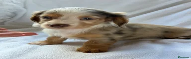 Miniature Dachshund 2