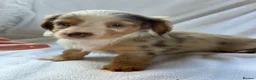 Miniature Dachshund dogs for sale: 2 beautiful dapple girls  - Advert 12