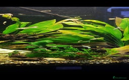 Live Bearers fish for sale: Colourful Guppies,  male and female £1 - Image 3