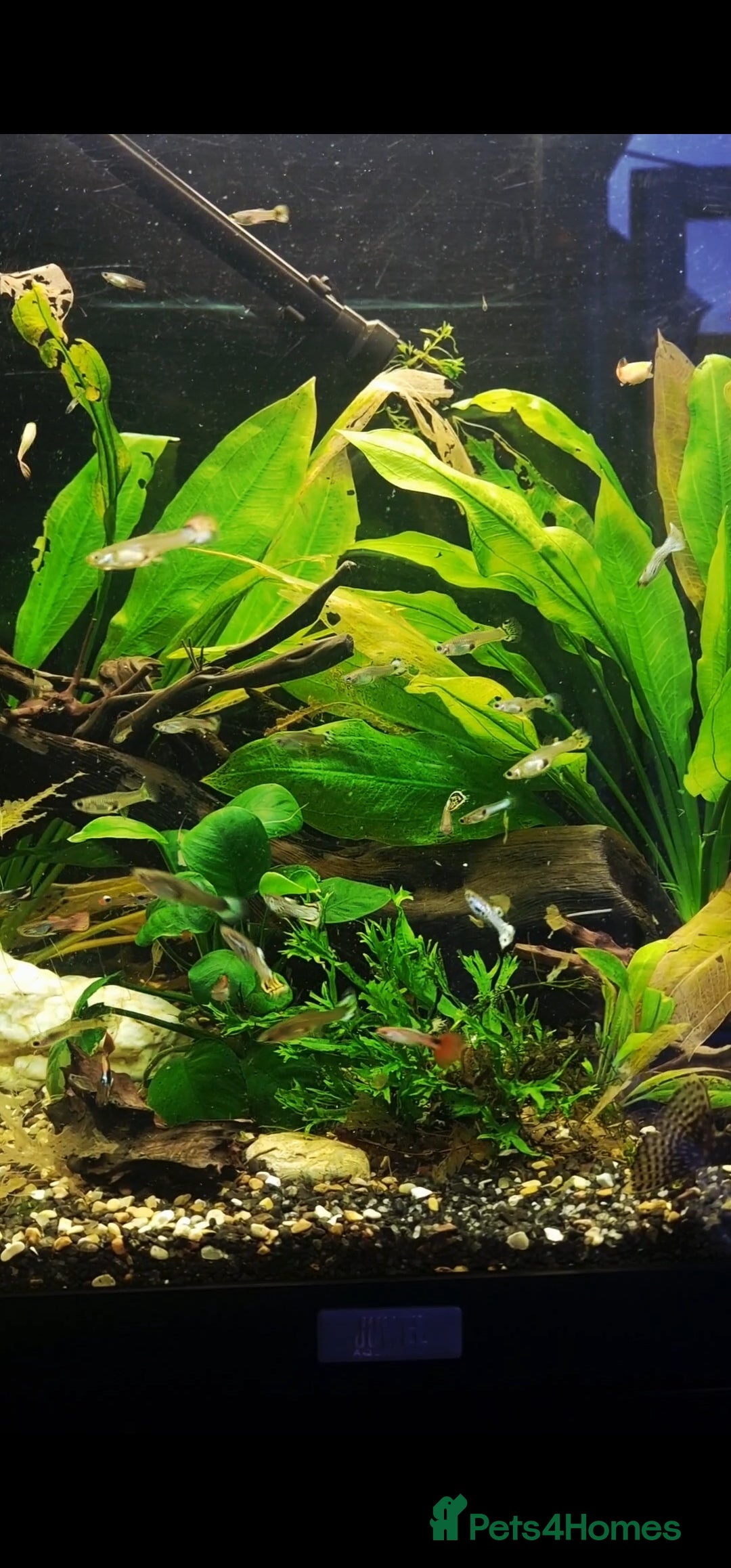 Live Bearers fish for sale: Colourful Guppies,  male and female £1 - Image 3