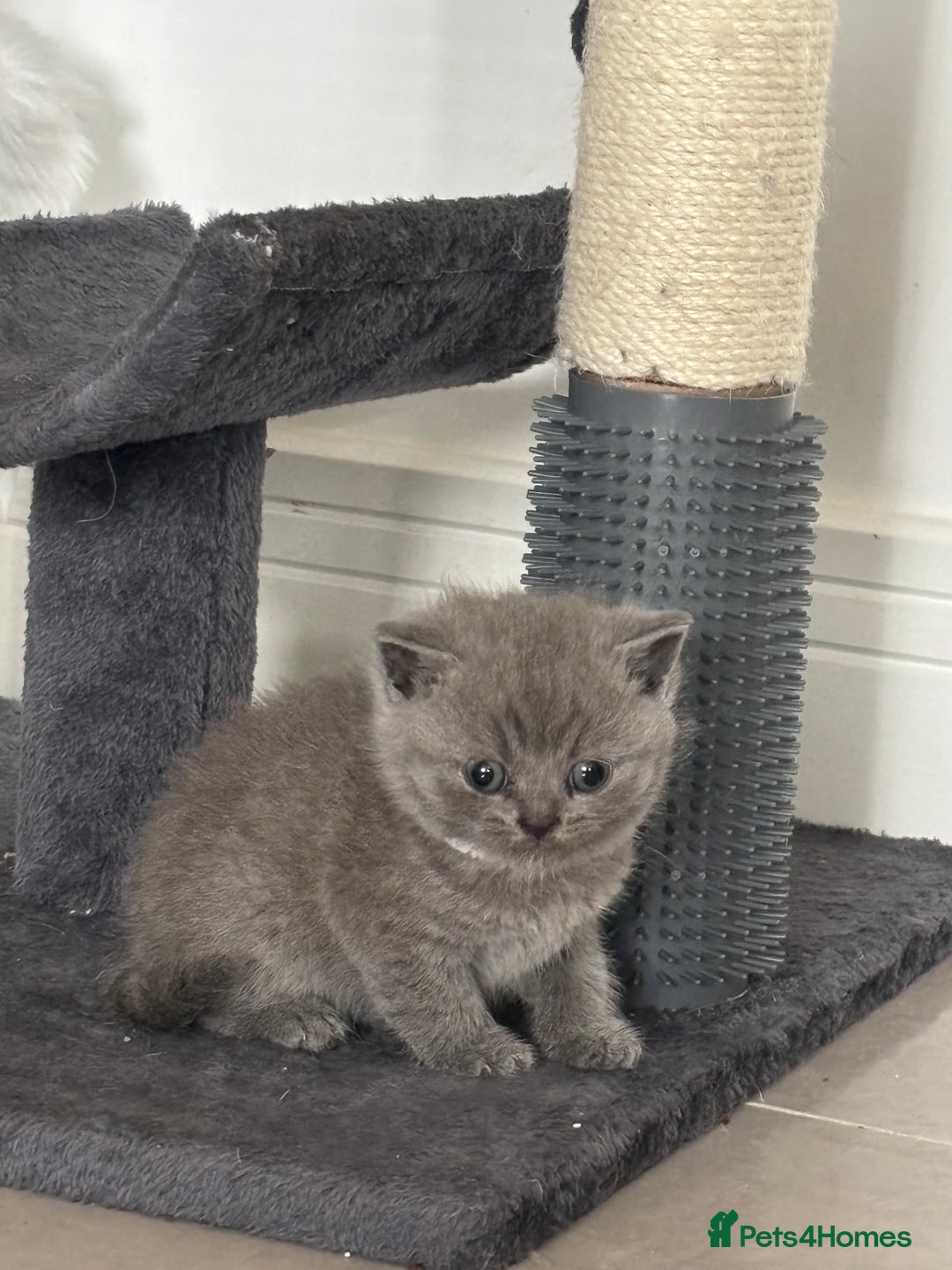 British Shorthair cats for sale: British short hair kittens  - Image 11