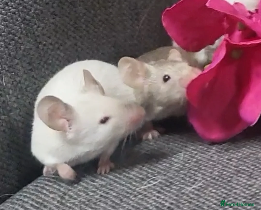 Mouse rodents for sale: Friendly fancy mice - Advert 10