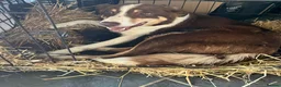 Mixed Breed dogs for sale: Mrs ceri williams in Conwy - Advert 2