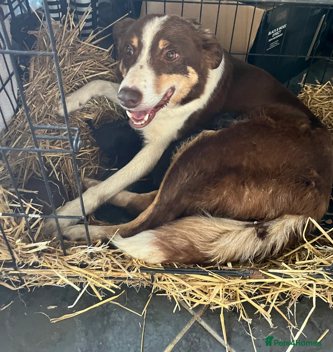 Mixed Breed dogs for sale: Mrs ceri williams in Conwy - Advert 2