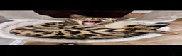 Bengal cats for sale: Mr.Atesh - Advert 2