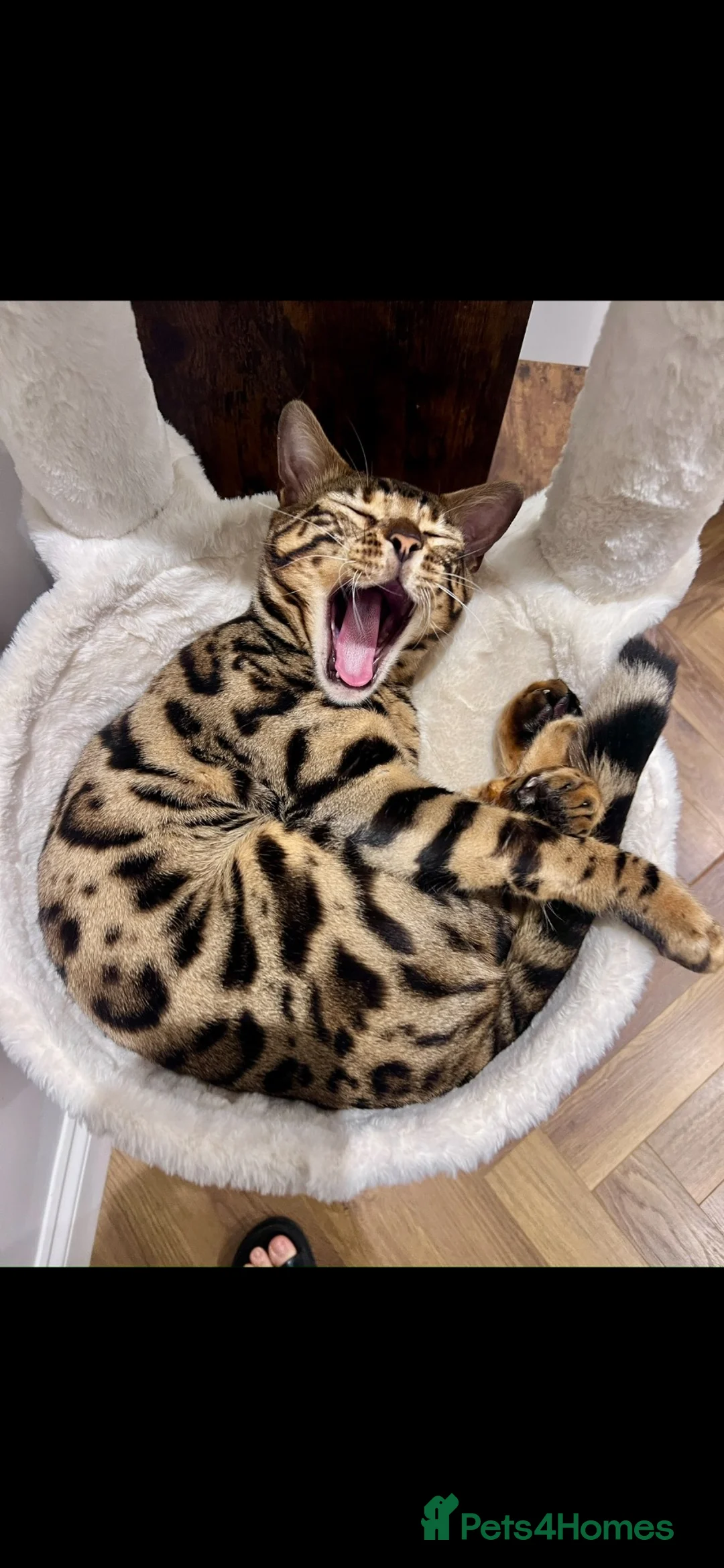 Bengal cats for sale: Mr.Atesh - Advert 2
