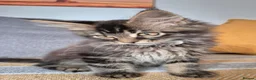 Maine Coon cats for sale: Maine coon kittens  - Advert 23