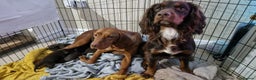 Mixed Breed dogs for sale: Working Cocker Spaniel X Hungarian Vizsla - Advert 9