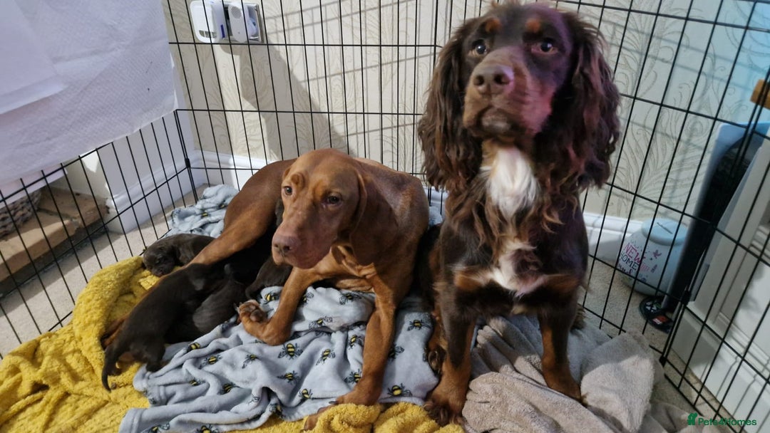 Mixed Breed dogs for sale: Working Cocker Spaniel X Hungarian Vizsla - Advert 9