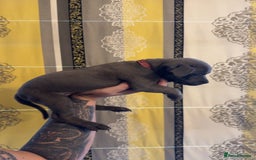 Staffordshire Bull Terrier dogs for sale:  Beautiful blue staffy litter amazing bloodlines - Image 19