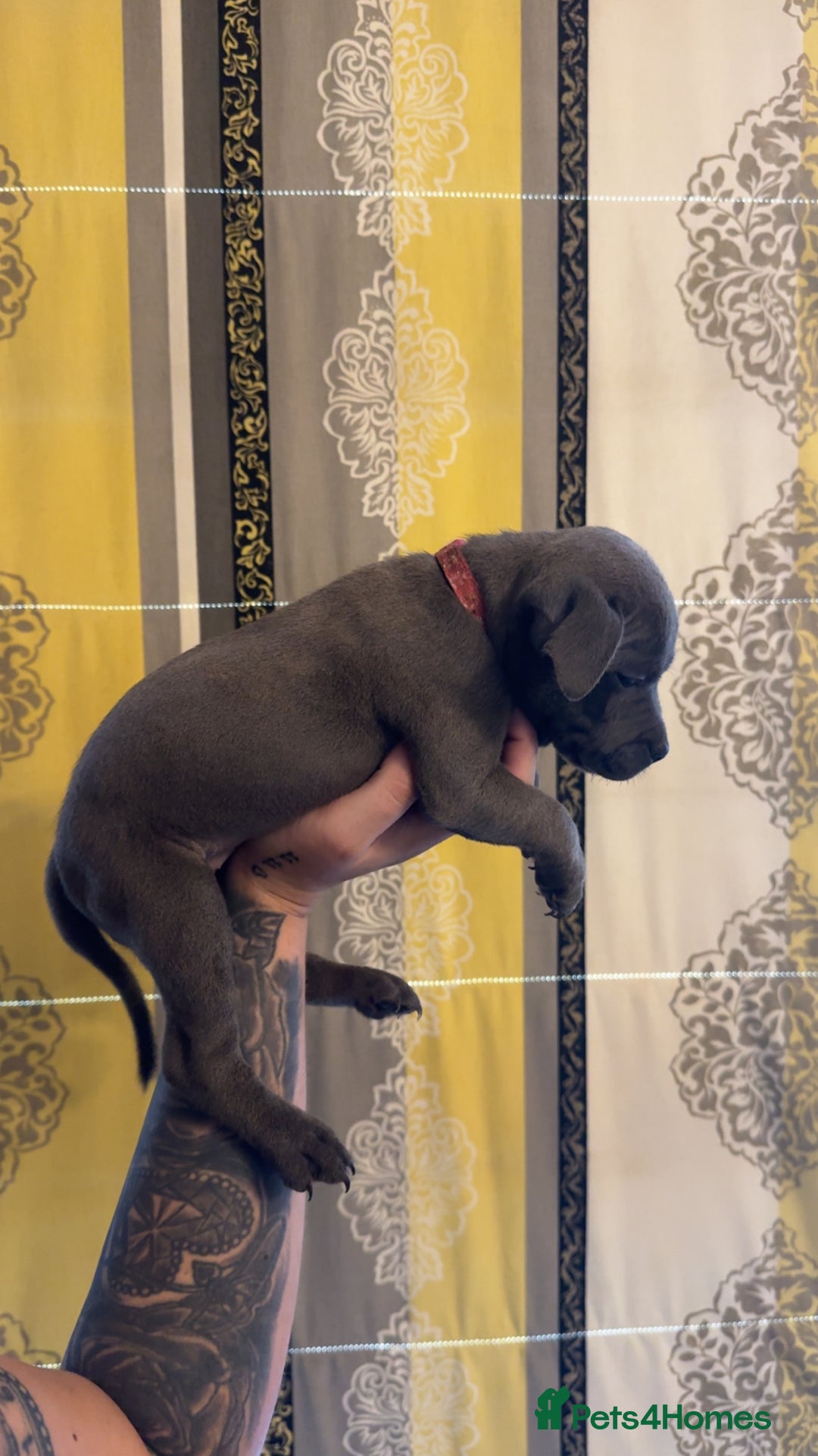 Staffordshire Bull Terrier dogs for sale:  Beautiful blue staffy litter amazing bloodlines - Image 19