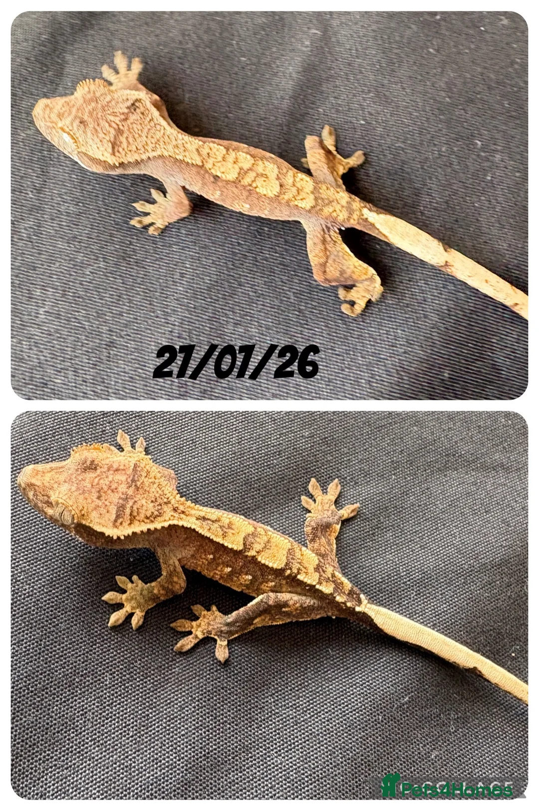 Gecko reptiles for sale: Crested Gecko babies for sale  - Advert 3