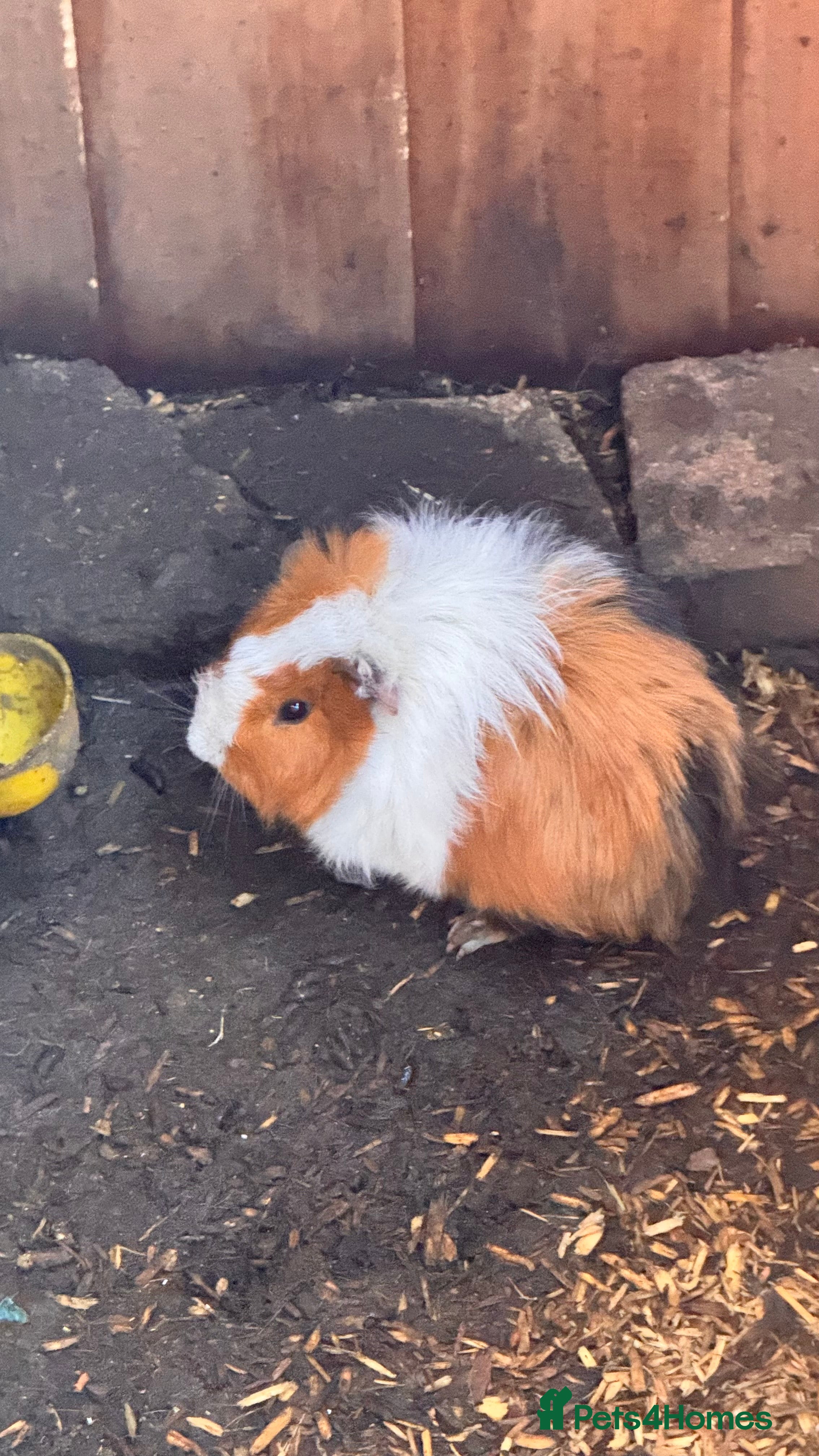 Guinea Pig rodents Mixed age female Guinea Pigs - Advert 2