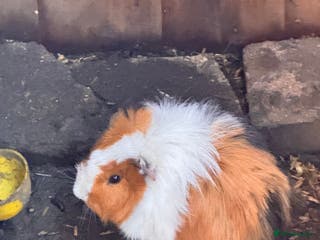 Guinea Pig rodents Mixed age female Guinea Pigs - Advert 19