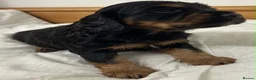 Cocker Spaniel dogs for sale: 🐾 GORGEOUS COCKER SPANIEL PUPPIES 🐾 - Advert 11